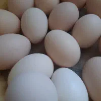 تخم مرغ نطفه دار