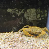 معاوضه با ماهی گوشتخوار