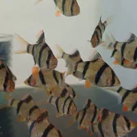 انواع ماهی.عمده و خرده|ماهی|هشتگرد, شهرک اقدسیه|دیوار