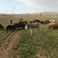 اولاغ ماده گله ی