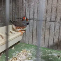 فروش فنج نر