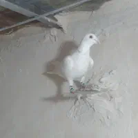 کفتر شهرستانی