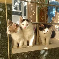 ۳ بچه گربه نژاد دار جذاب