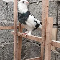 باسلام تعداد کبوتر پرشی