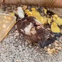 جوجه ادرک اسراییلی با مادر