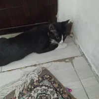 واگذاری 2عدد گربه DSH|گربه|کهریزک, |دیوار