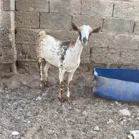 بز صلاله گلتوپی