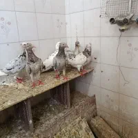 6تا سار درجه یک