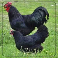 خروس و مرغ سفید سیاه و ...جهت قربانی