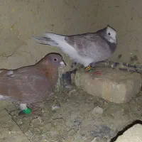 حراج و معامله