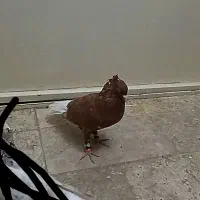 کفتر سرخ دم سفید نر و هفرنگ ماده