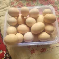 تخمه مرغهایه نوتفهدار