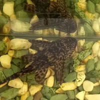 کت فیش|ماهی|دهاقان, |دیوار