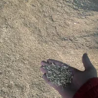 جو و یونجه عمده