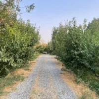 قطعات باغ ۲۵۰۰ متر و ۵۰۰ متر در شهریار میدان نماز|فروش زمین و ملک کلنگی|شهریار, رضی آباد پایین|دیوار