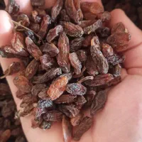 کشمش افتابی (کاشمر)