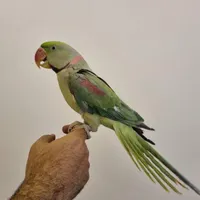 شاه طوطی نر دستی|پرنده|یزد, |دیوار