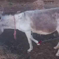 فروشی یک الاغ ماده
