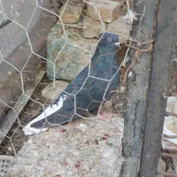 زاغ دم سفید کاکلی