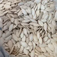 تخمه کدو T19 تازه برای امسال