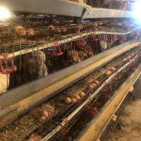 مرغ درحال تخم گلپایگان