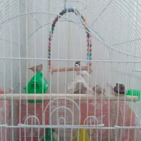 ۴جفت فنچ زبرا باقفس