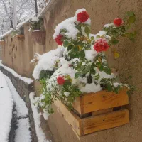 باغ-ویلادرجاده-چالوس