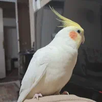 گمشده