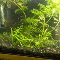 فروش بچه ماهی مولی و گپی