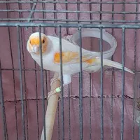 قناری نر|پرنده|اردبیل, |دیوار