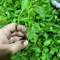 نشا صیفی جات|خدمات باغبانی و درختکاری|رامشیر, |دیوار