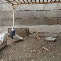 سرکه ای خفت|حیوانات|دزفول, |دیوار