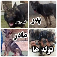 توله سگ ژرمن ورک لاین بلک و سیبل