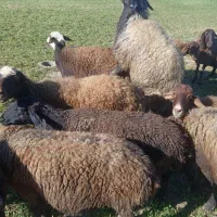 میش|حیوانات مزرعه|شراء, |دیوار