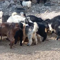 گوشت