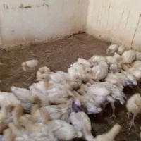 جوجه بوقلمون بیوتی گوشتی|حیوانات مزرعه|بهشهر, |دیوار