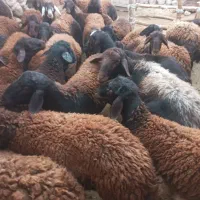 گوسفند نر|حیوانات مزرعه|نظر کهریزی, |دیوار