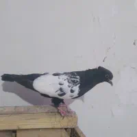 کبوتر سینه ای سیاه|پرنده|اصفهان, قائمیه|دیوار