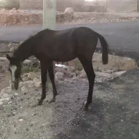 کره اسب