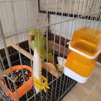 طوطی ملنگو با جوجهاش