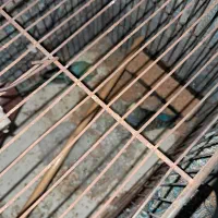 یک جفت مرغ عشق سالم|پرنده|قم, نخودی|دیوار