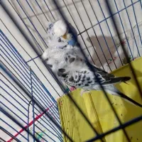 مرغ عشق پروانه