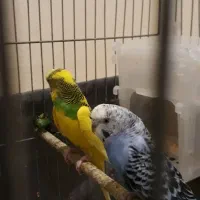 مرغ عشق عالی زیبا