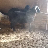 بره نر و ماده میش گوسفند