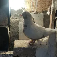 کبوتر گمشده