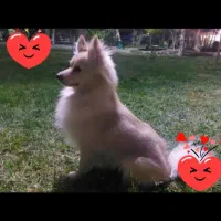 واگزاری سگ|سگ|قم, چهل اختران|دیوار