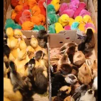 فروش جوجه محلی ورنگی واردک وبوقلمون،کاکلی