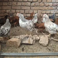 جوجه مرغ گلپایگانی