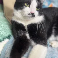 ۲ تا گربه ۳ ساله دختر