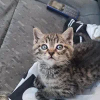 گربه